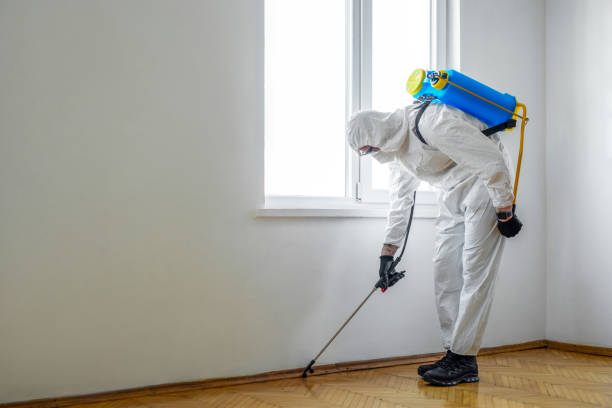 Best Flea Control Services  in Amery, WI