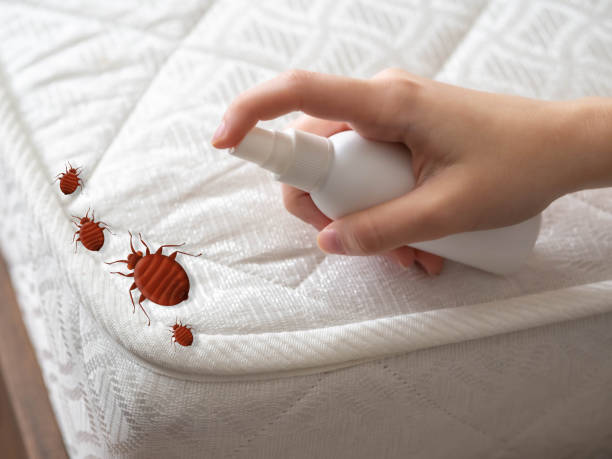 Best Termite Control Services  in Amery, WI