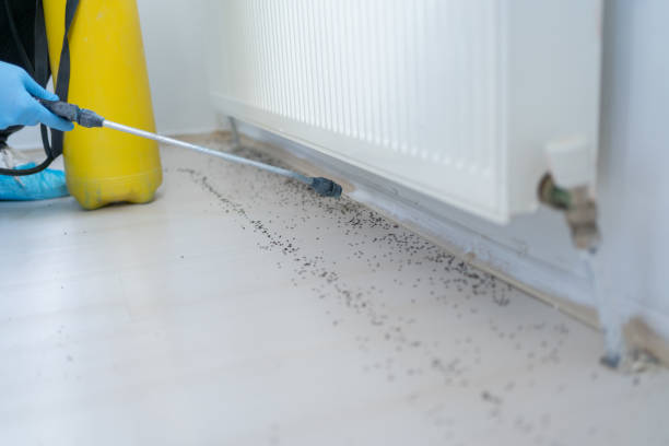 Best Wasp Removal Services  in Amery, WI